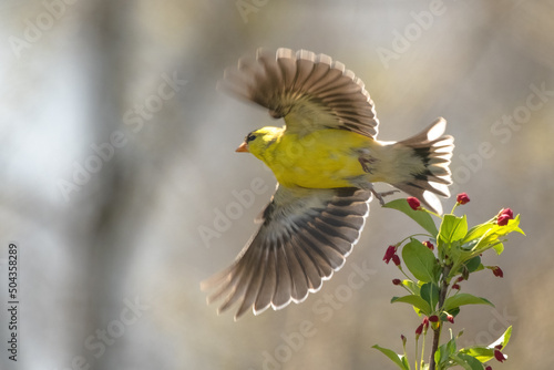 Fotografía Gold Finch Songbird Taking Off