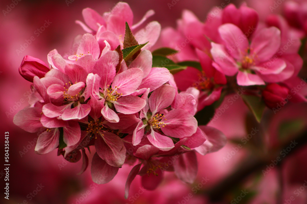 pink blossom pink blossom