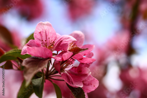 pink flowers