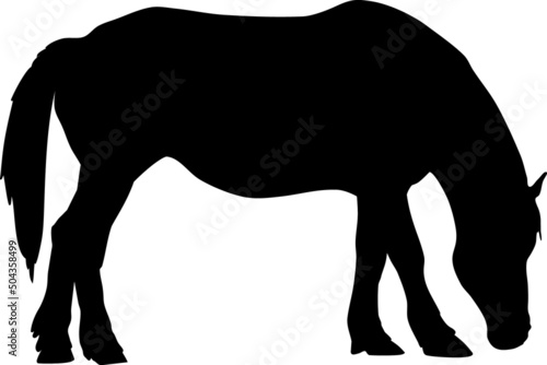 Black silhouette of grazing horse isolated on white background