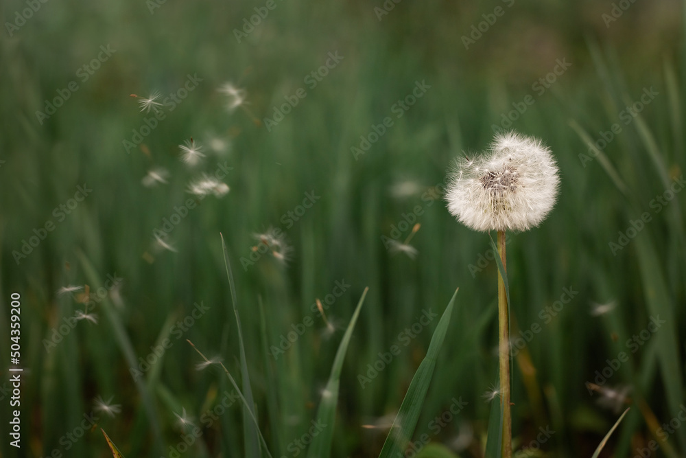 Green background and dandelion. The dandelion is blown away by the wind.