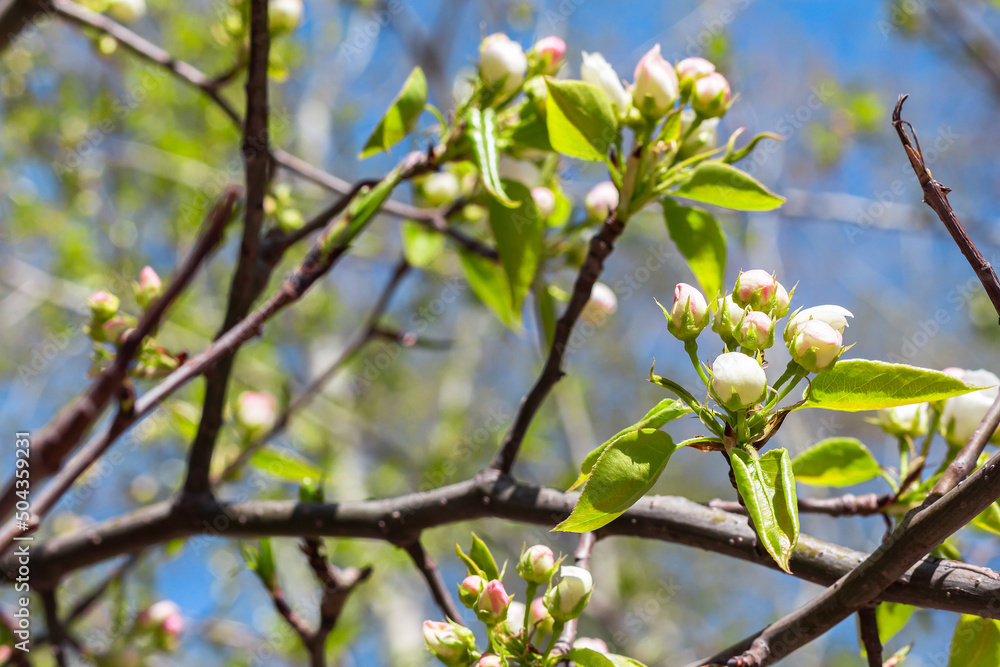 branch of wild apple tree in blossom. Spring Time an apple tree branch with flowers branch of wild apple tree in blossom. Spring Time an apple tree branch with flowers