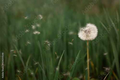 Green background and dandelion. The dandelion is blown away by the wind.