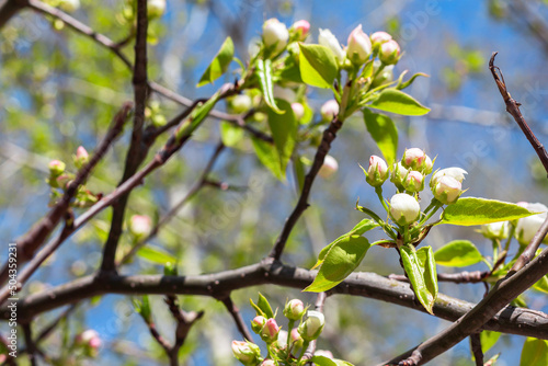 branch of wild apple tree in blossom. Spring Time an apple tree branch with flowers