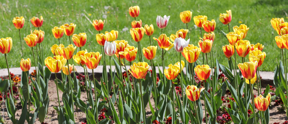 Fototapeta premium Colorful spring tulips outdoor on sunlight