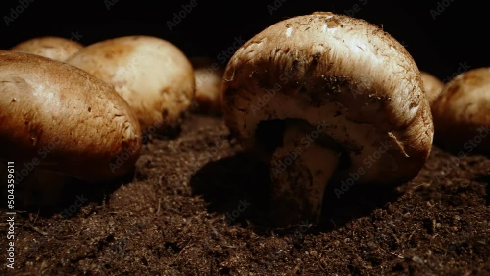 Cultivation of brown champignons mushrooms in farm. Cultivation of brown champignons mushrooms in farm.