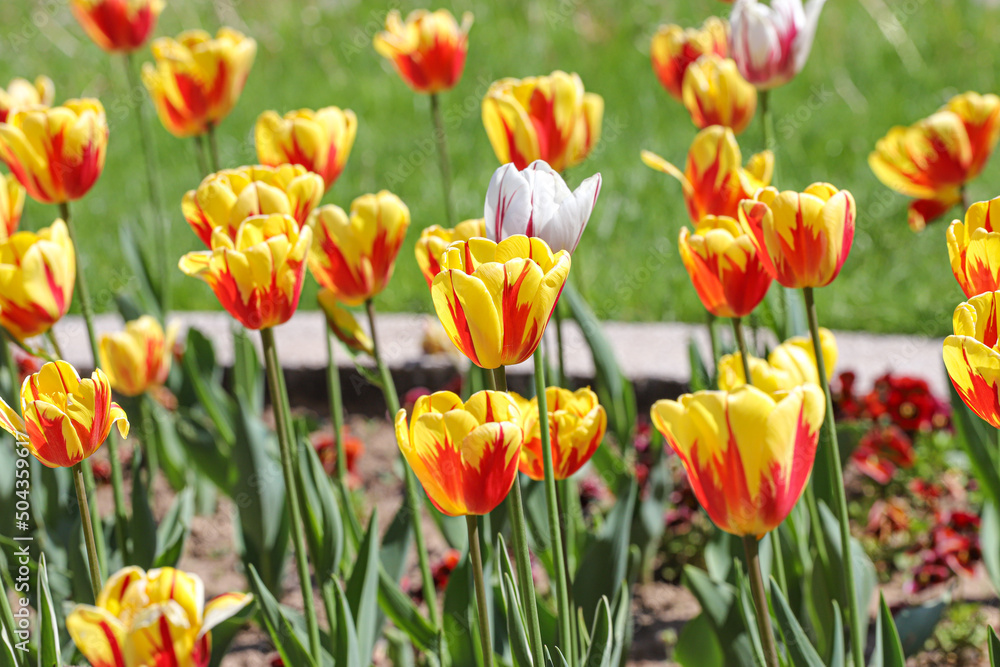 Colorful spring tulips outdoor on sunlight