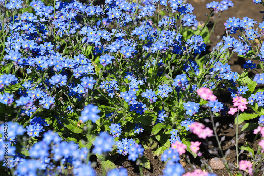 Forget-me-not blue and pink flowers