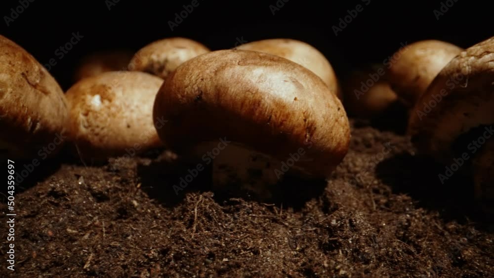 Cultivation of brown champignons mushrooms in farm. Cultivation of brown champignons mushrooms in farm.