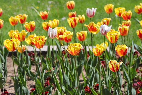 Colorful spring tulips outdoor on sunlight © Radila