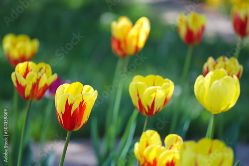 Fototapeta Naklejka Na Ścianę i Meble -  Colorful spring tulips outdoor on sunlight