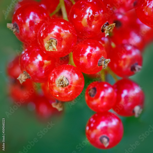 Ripe red currants in the garden, close up.