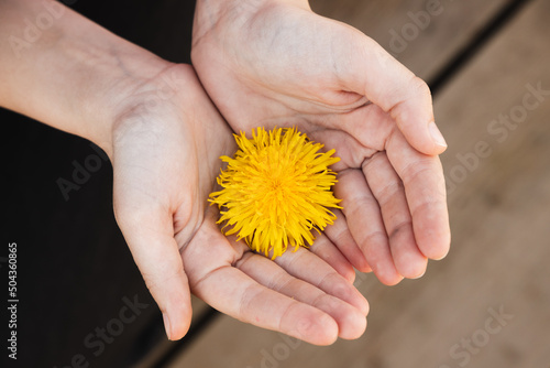 Yellow dandelion flower lays in hands of a child