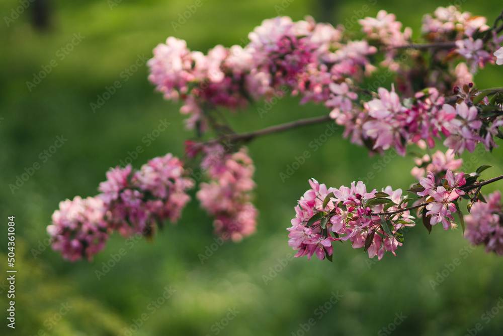 Closeup of a fruit tree pink blossom in spring. Beautiful nature background with copy space. Freshness, art, inspiration, beauty concept. Closeup of a fruit tree pink blossom in spring. Beautiful nature background with copy space. Freshness, art, inspiration, beauty concept.