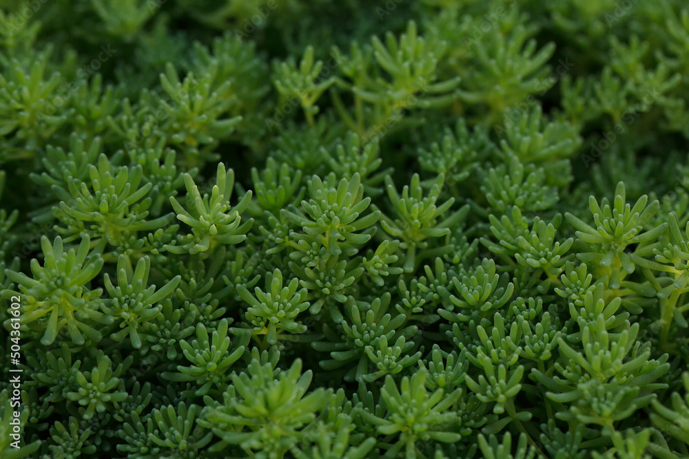 Background from succulents. Green exotic sedum Lizard. Selective focus.