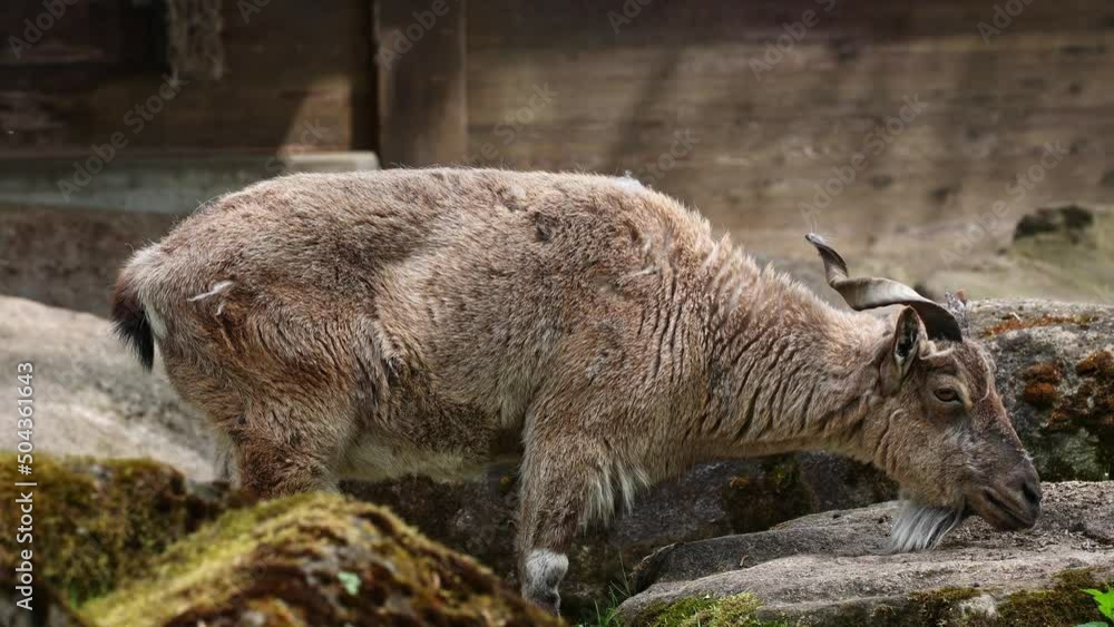 Turkmenian markhor, Capra falconeri heptneri. The name of this species comes from the shape of horns, twisting like a corkscrew or screw. Markhor is one of the symbols of Pakistan