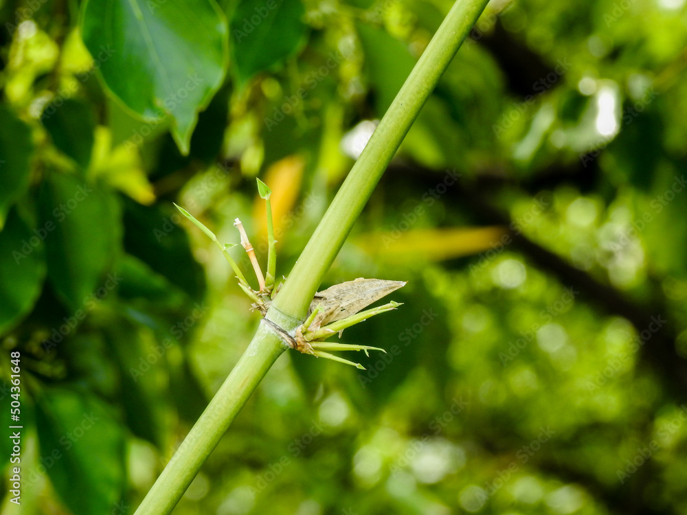 A close up shot of Bambusoideae plant stem growing buds. Bambusoideae are a lineage of perennial forest grasses (Poaceae) endemic to every continent except Europe and Antarctica A close up shot of Bambusoideae plant stem growing buds. Bambusoideae are a lineage of perennial forest grasses (Poaceae) endemic to every continent except Europe and Antarctica
