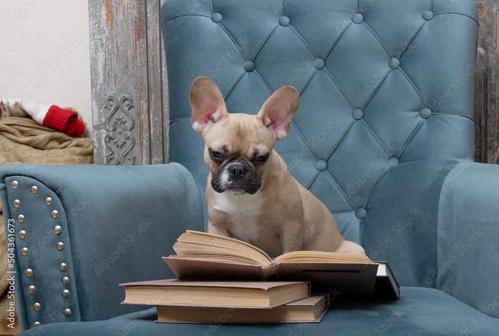 Dog breed French Bulldog carefully reads a book while sitting in a comfortable chair in a living room in a relaxed atmosphere.