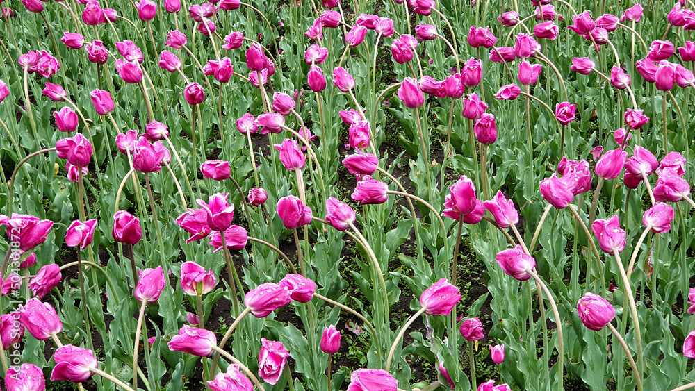 Tulips in a flower bed, spring flowers