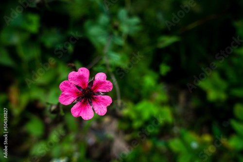 An top shot of Potentilla nepalensis Ron McBeath pink flower in isolation . Indian forest.