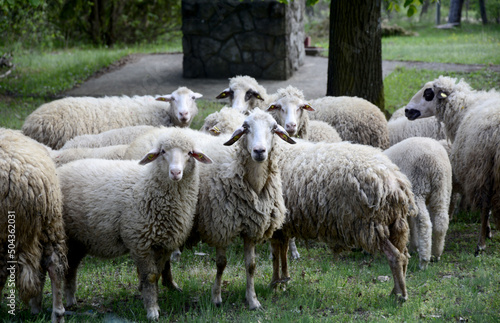 Fototapeta Naklejka Na Ścianę i Meble -  sheep and lamb