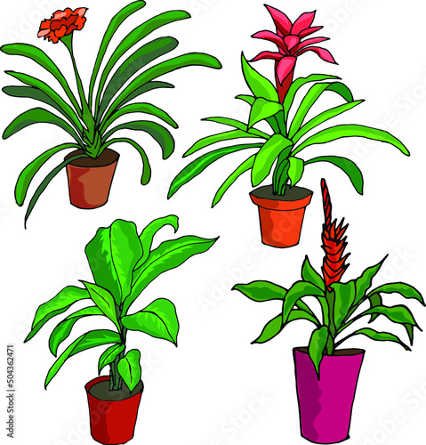 Indoor different plants in pots