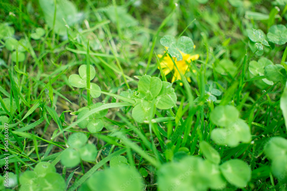 green clover leaves background with some parts in focus green clover leaves background with some parts in focus
