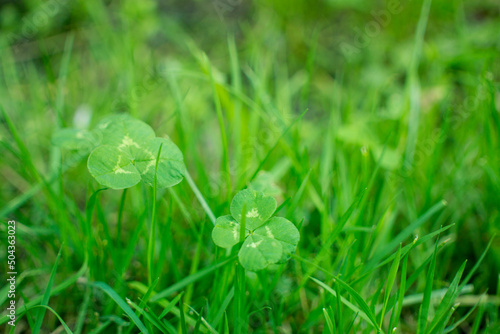 green clover leaves blured background with some parts in focus