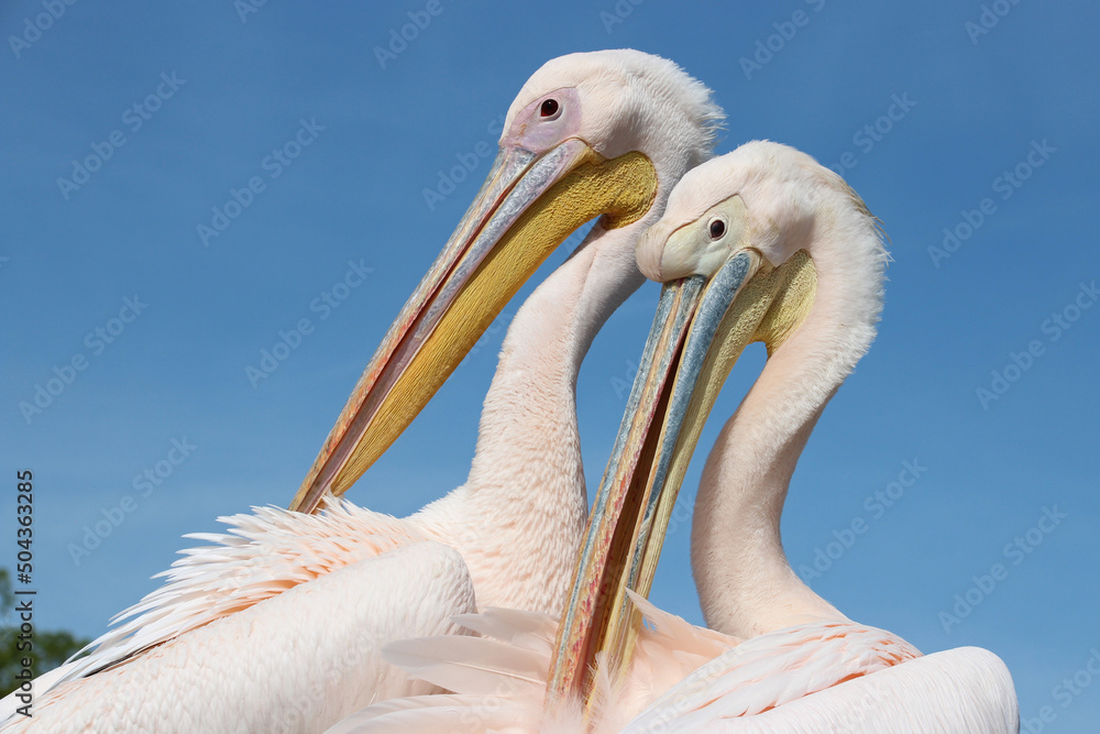 pelican in a zoo in france