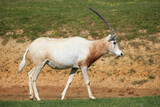 scimitar oryx in a zoo in france