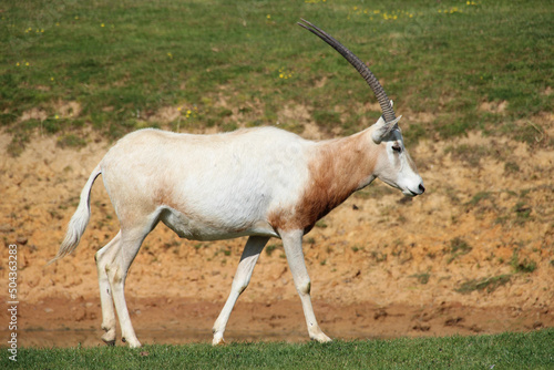 scimitar oryx in a zoo in france photo