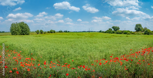 Panoramic view with beautiful green rapeseed field farm landscape, red poppies flowers and wind turbines to produce green energy in Germany, Summer, at sunny day and blue sky.