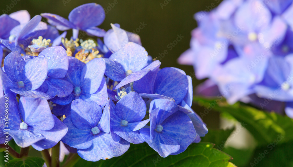 Blue hydrangea flowers growing in the garden, floral background.