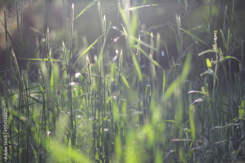 Young grass at sunset in a clearing in the park