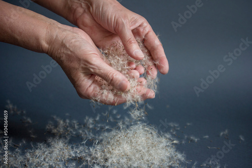 Hands holds dandelion seeds