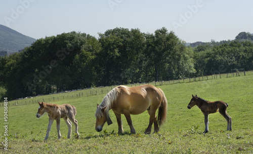 Horse with foals grazing in the green meadows © poliki