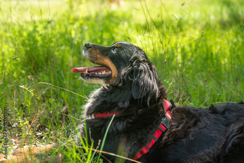 portrait of a young female dog, bernese mountain dog, resting in the shade at a foot of a tree in the forest in a sunny day. Lateral view