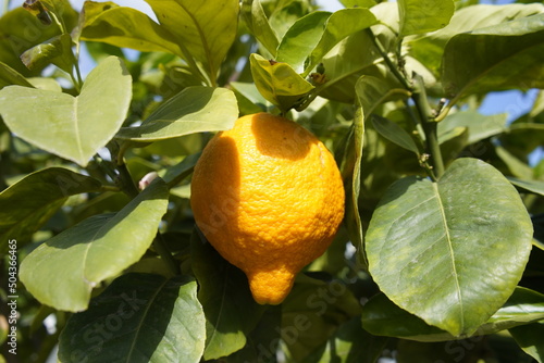 Wallpaper Mural Citrus limonimedica, Rubra, Rutaceae family. Berggarten, Hanover. Torontodigital.ca