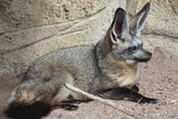bat-eared fox in a zoo in france