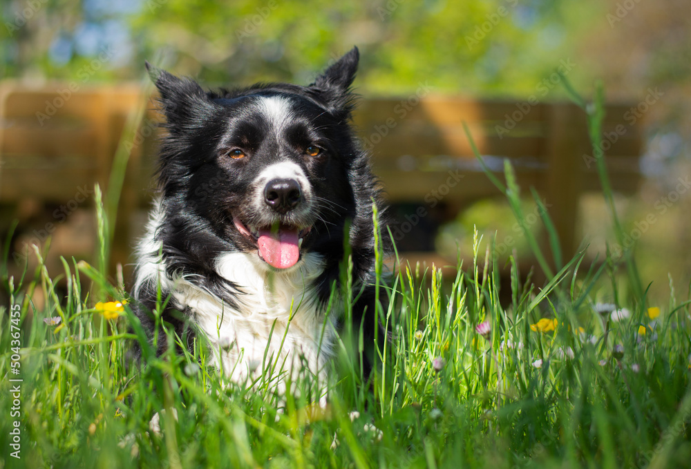 A funny border collie puppy dog looks into the camera amused, lying down and relaxed in a green mountain meadow.