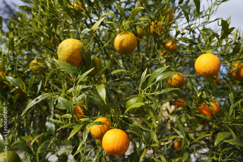Citrus aurantium , Salicifolia, Rutaceae family. Berggartn, Hanover.