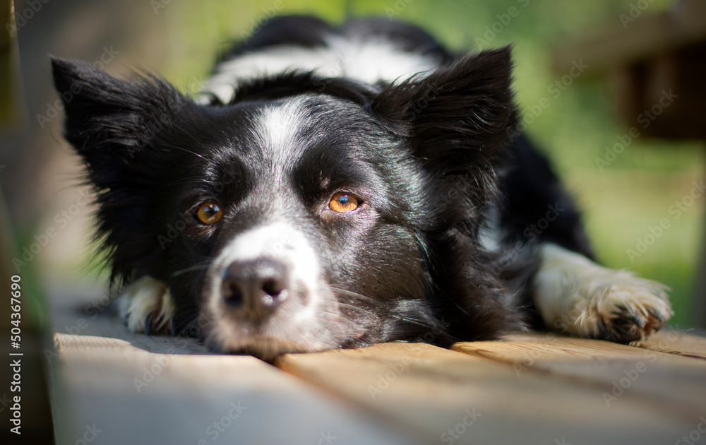 A cute puppy border collie dog is dozing on a bench in the woods