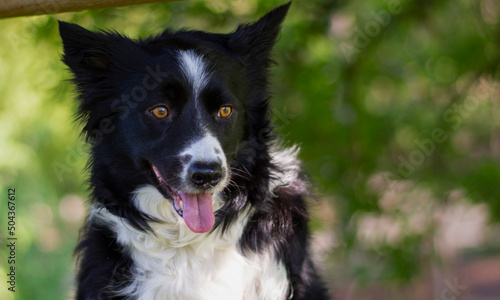 A close-up of a border collie puppy dog looking curious at the world