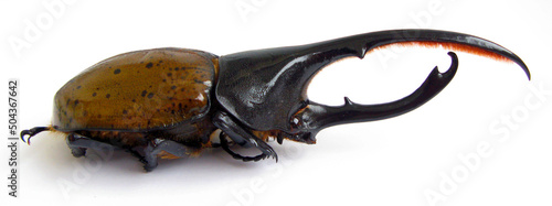 Largest horn beetle Dynastes hercules isolated. Collection of beetles. Entomology. Taxidermy. Dynastidae. Coleoptera.  photo