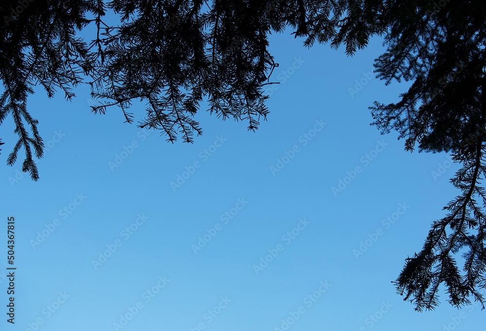 Evergreen spruce branches in the form of a natural frame for text against a deep blue sky for placing thematic inscriptions.