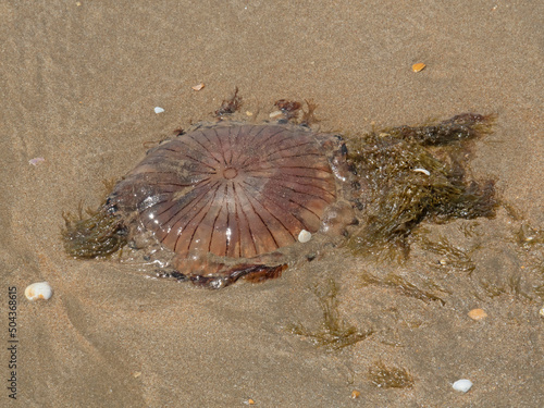 Medusa muerta en la playa de Punta Umbr  a   Dead jellyfish on the Punta Umbr  a beach. Huelva. Andaluc  a