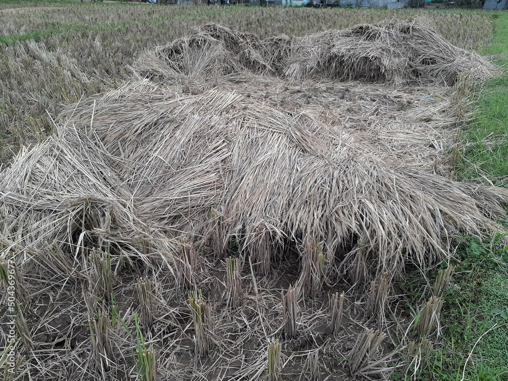 Fototapeta premium harvested rice field