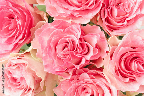 Pink rose buds close up floral background.