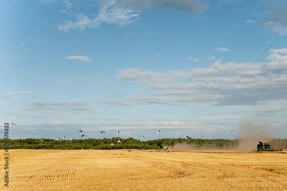 Fototapeta premium Combine harvester harvests ripe wheat. A flock of storks during the harvest near two green combines. Concept of a rich harvest. Agriculture. 