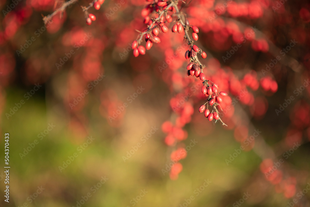 Red barberry, Berberis close up. Branch of autumn barberry bush with red leaves and berries closeup. Floral background. Autumn scene. Garden, gardening design.